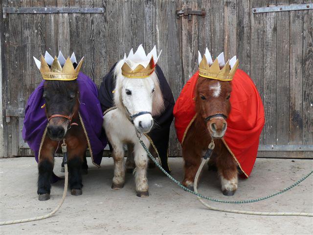 baby horses kings