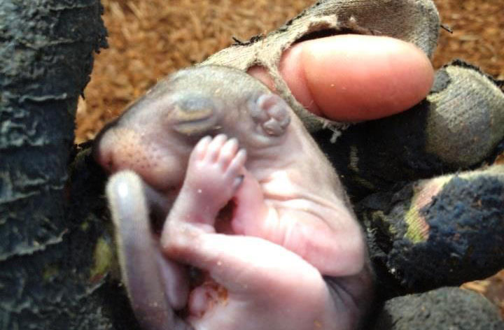 baby squirrel in mulch