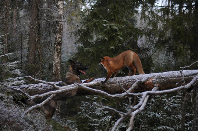 real life fox and the hound