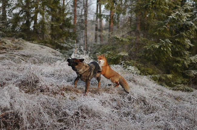 real life fox and the hound