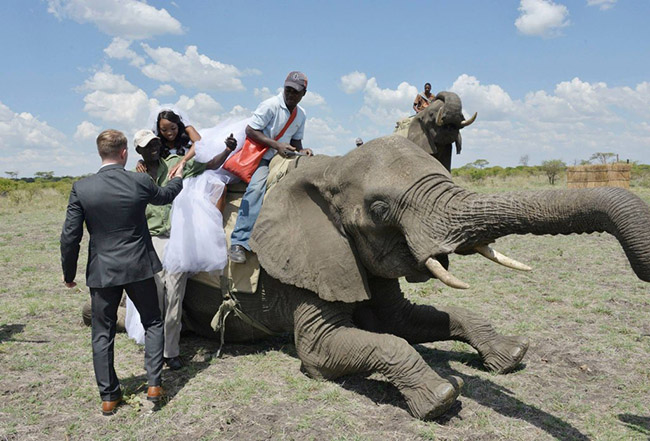 zimbabwe wedding