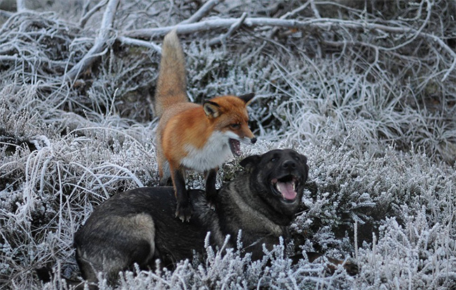 real life fox and the hound