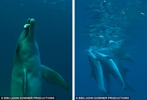 dolphins high on puffer fish