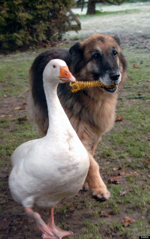 german shepherd and goose