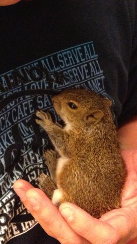 baby squirrel