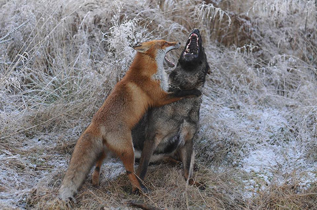 real life fox and the hound