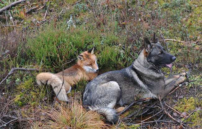 real life fox and the hound