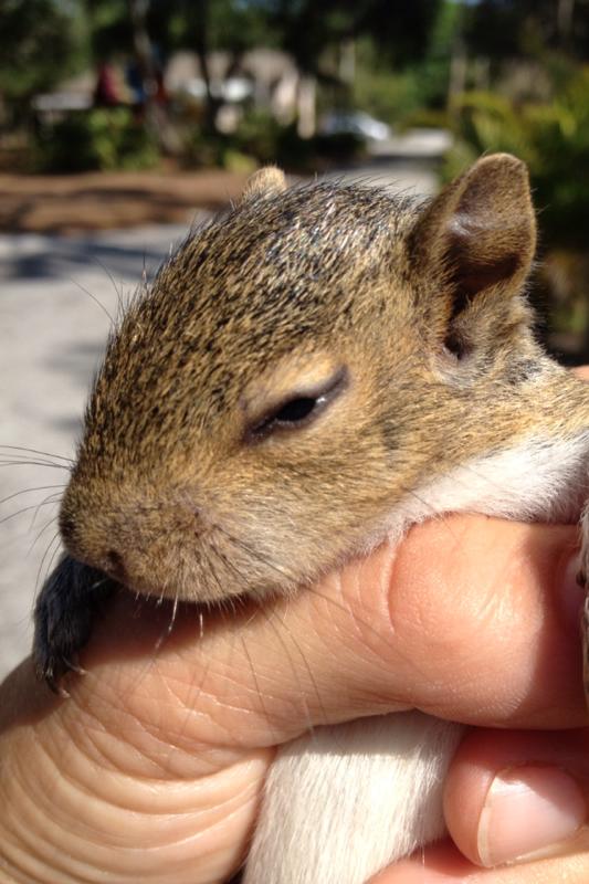 squirrel in mulch