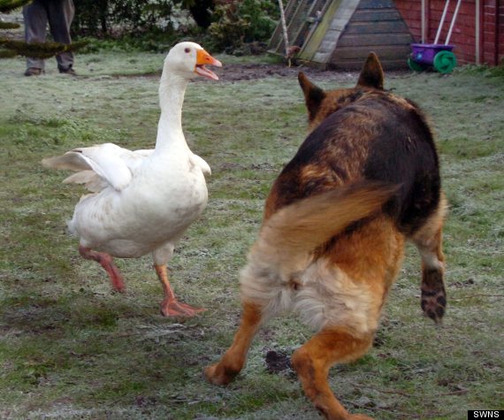 german shepherd and goose