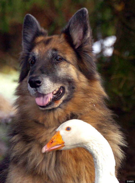 german shepherd and goose