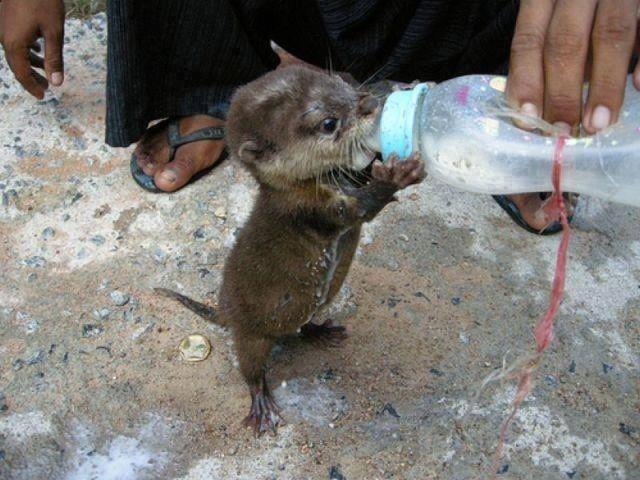 baby otter bottle fed