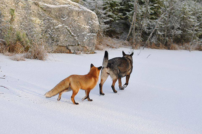 real life fox and the hound