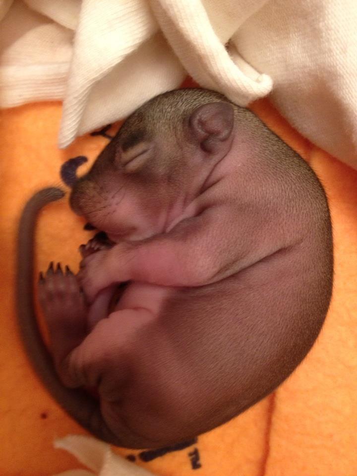 baby squirrel raised from mulch