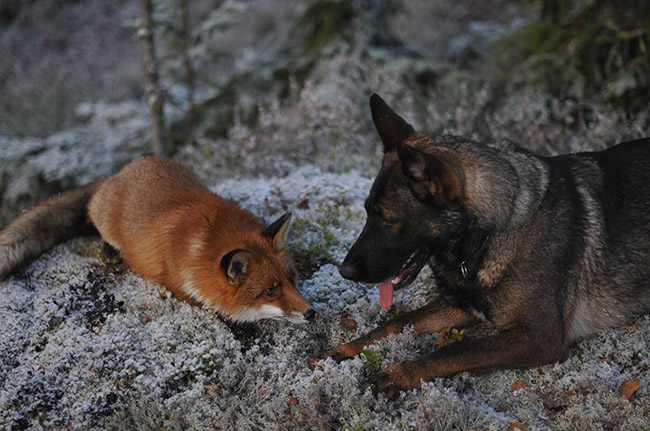 real life fox and the hound