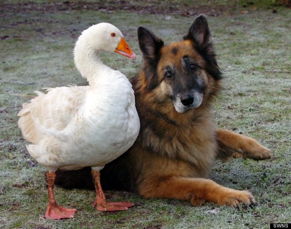 german shepherd and goose