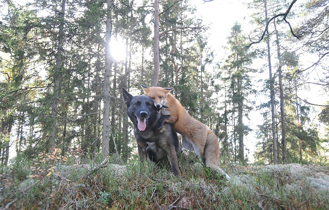 real life fox and the hound