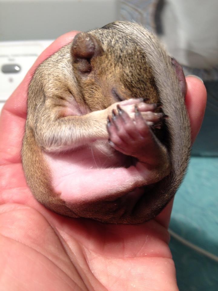 baby squirrel in mulch