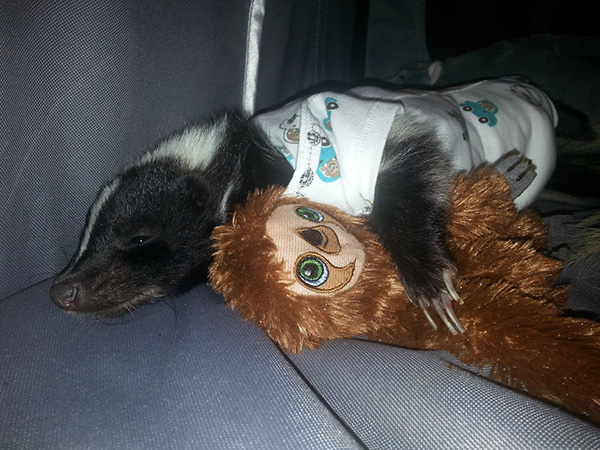 Find Out Why This Skunk Is Wearing A Baby Onesie, Puppy Diaper And