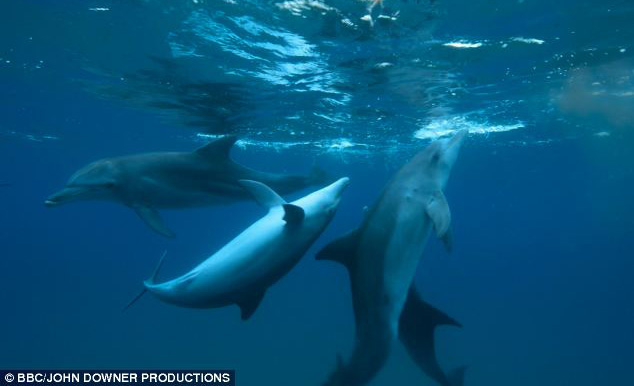 dolphins getting high