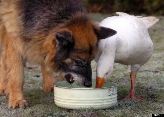 german shepherd and goose