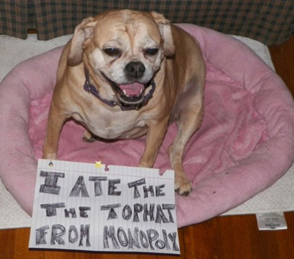 naughtiest dogs shaming