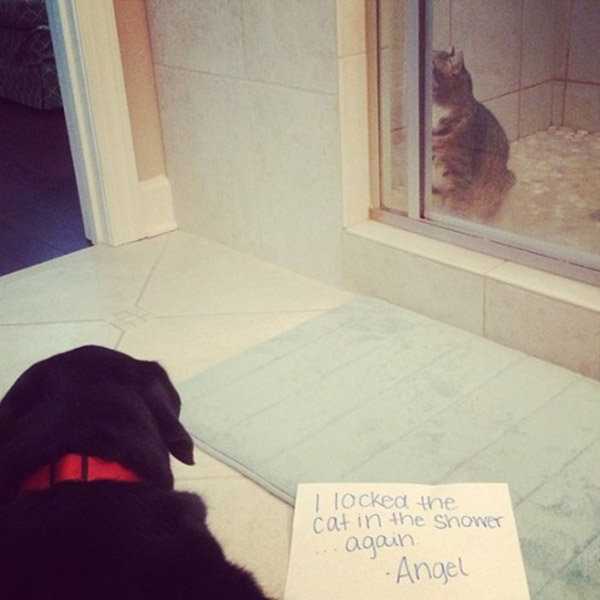 naughtiest dogs shaming