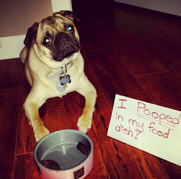 naughtiest dogs shaming