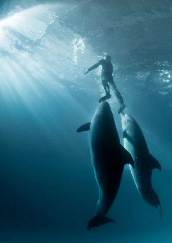 dolphins swim with man