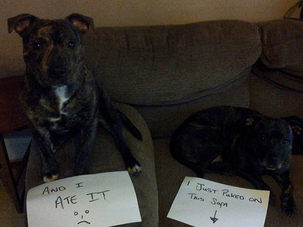 naughtiest dogs shaming