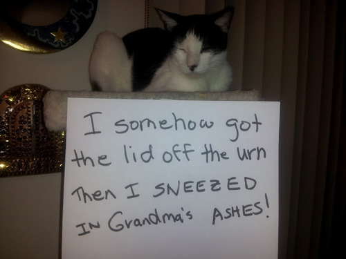 shame cats