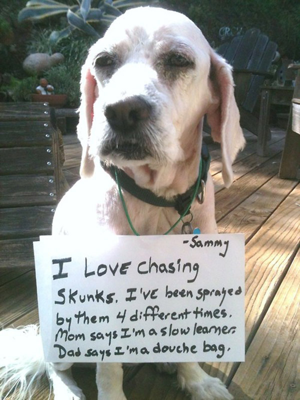 naughtiest dogs shaming