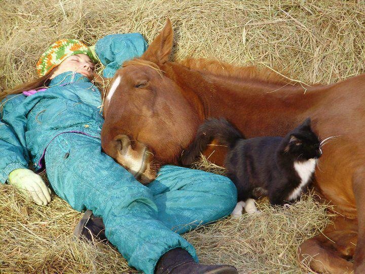 happy horse