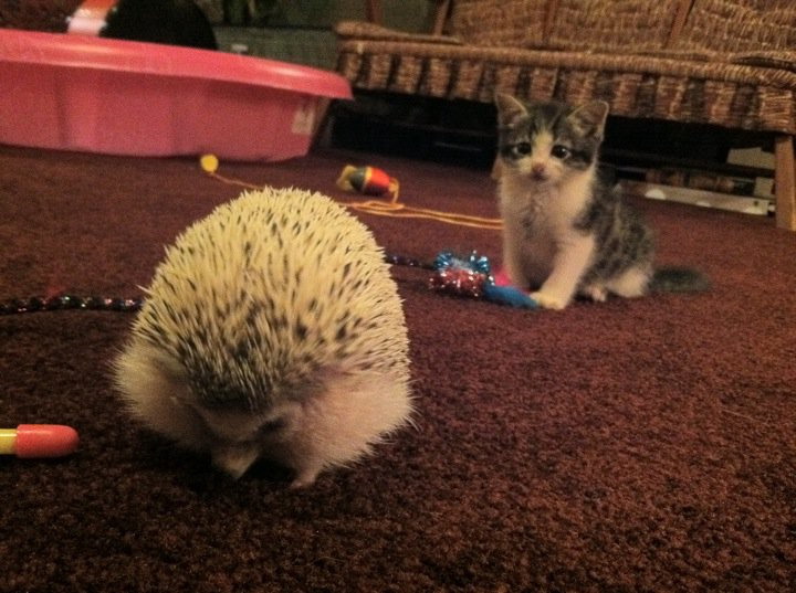 kitten and baby hedgehog