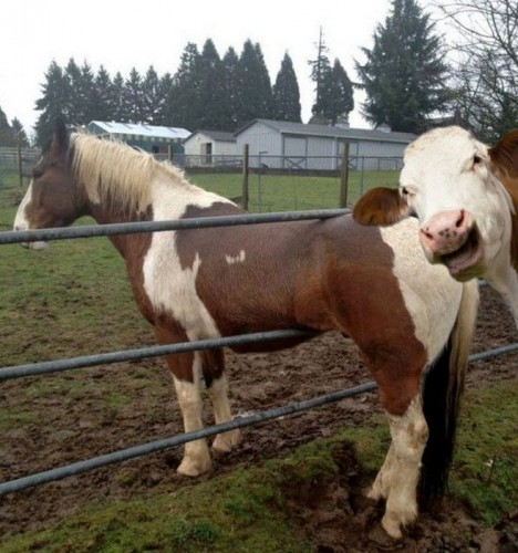 cow photobombs horse stuck in fence