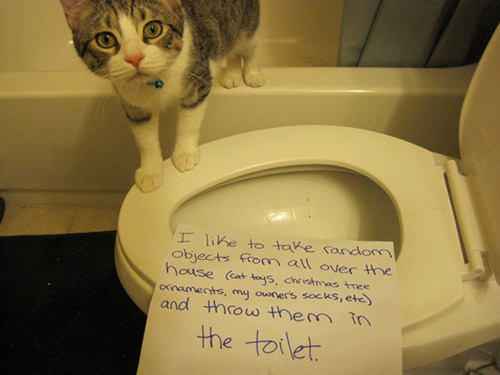 The 27 Naughtiest Cats In The World Hilarious Cat Shaming The 27 Naughtiest Cats In The World Hilarious Cat Shaming