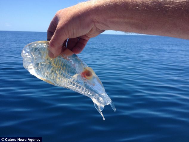 clear fish found