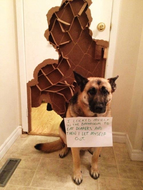 naughtiest dogs shaming