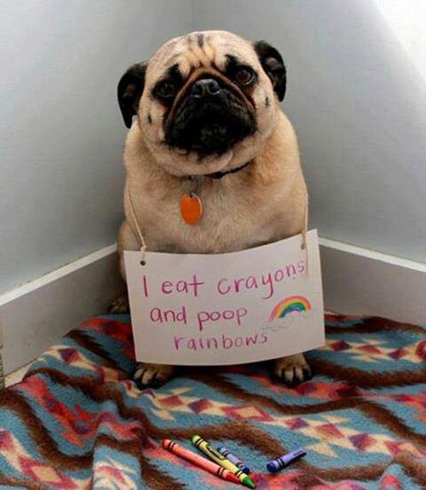 naughtiest dogs shaming