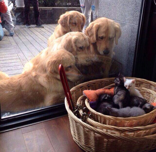 dogs staring at litter of kittens