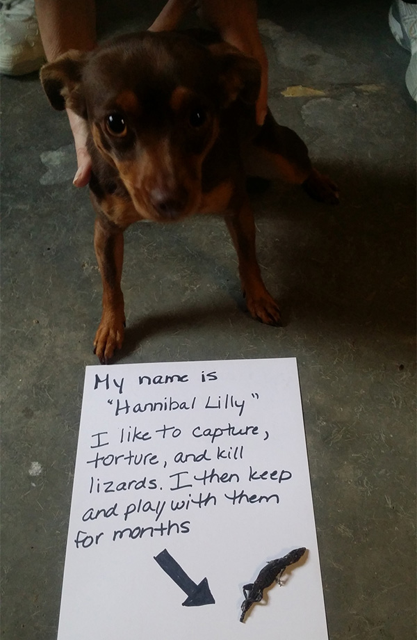 naughtiest dogs shaming