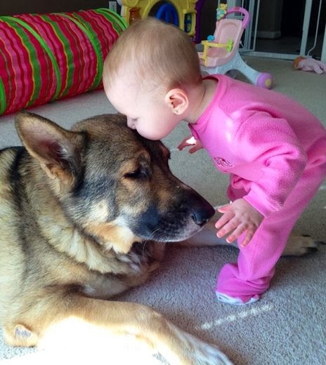 little girl kissing dog
