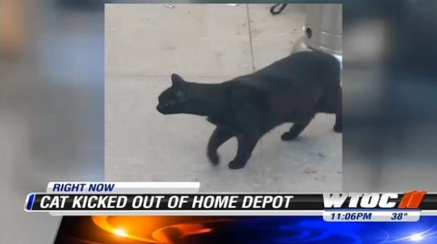 Depot cat can stay