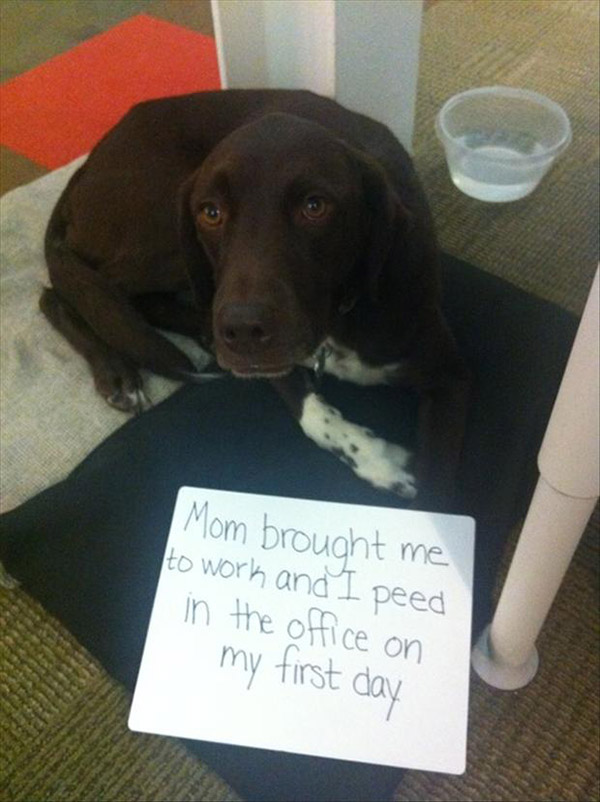 naughtiest dogs shaming