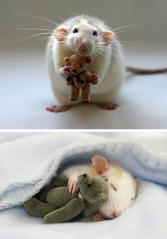 cute animals