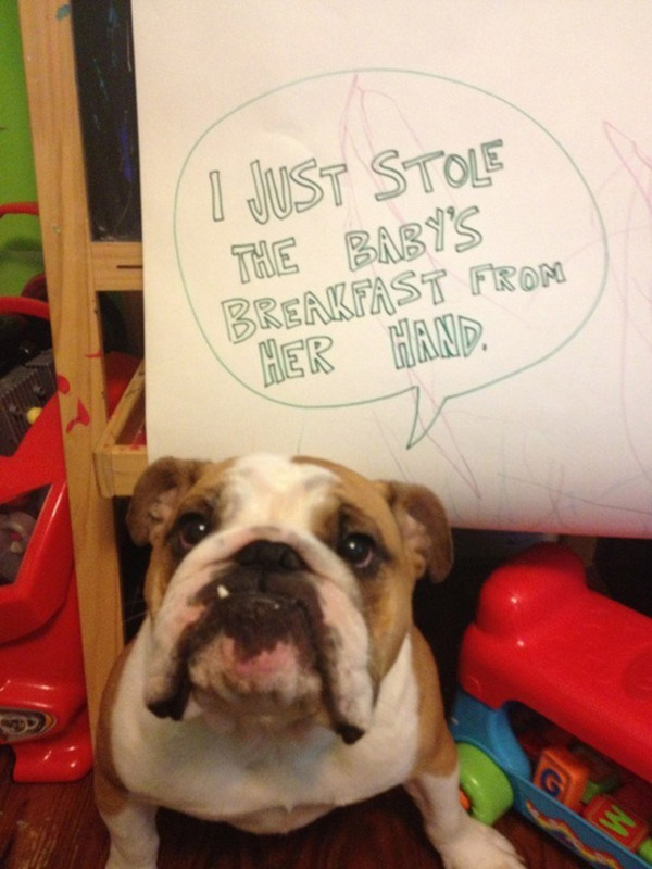 naughtiest dogs shaming