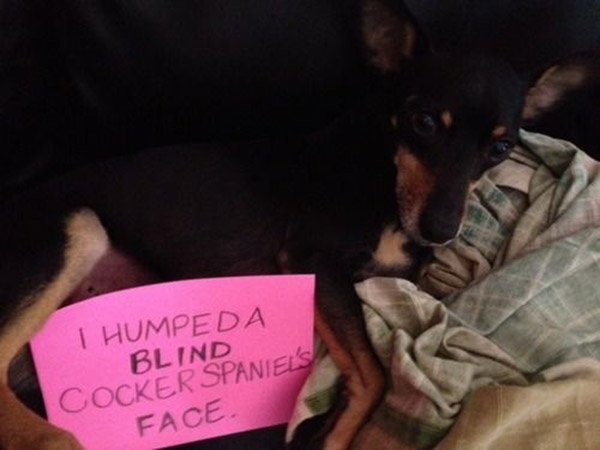 naughtiest dogs shaming