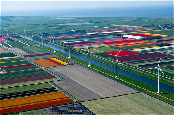 tulip fields in Netherlands