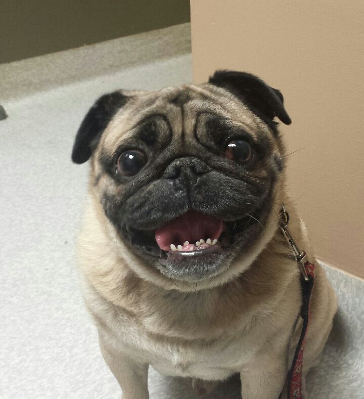 Resultado de imagen para pug cute face