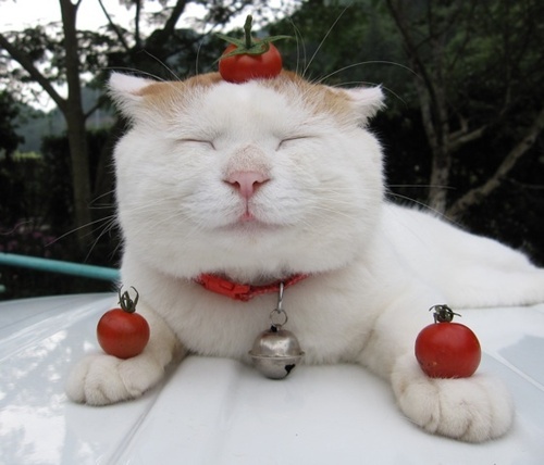 tomatoe cat