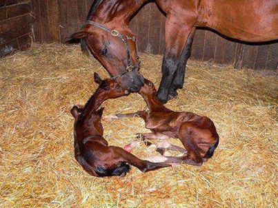 twin horses born